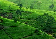 Nuwara Eliya_5.jpg