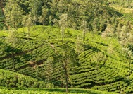 Nuwara Eliya-Sri Lanka.jpg