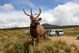 Horton Plains_2.jpg