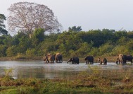 Elefantes Wilpattu NP-Sri Lanka.jpg