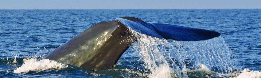 Mirissa Ballena Azul