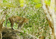 Wilpattu-Leopardo-Sri Lanka.png