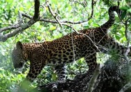 Yala-NationalPark_1.jpg
