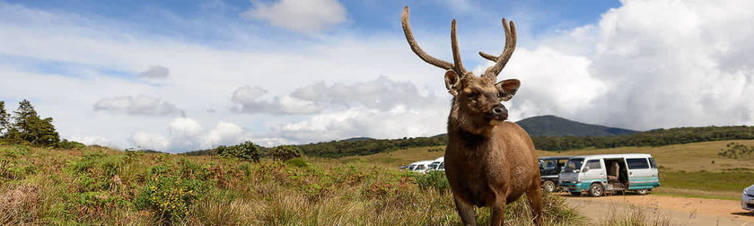 Destino-Horton Plains.jpg
