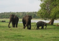 Elephants Wilpattu-Sri Lanka.jpg