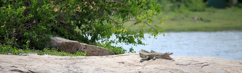 Cocodrilo Parque Nacional Yala.JPG