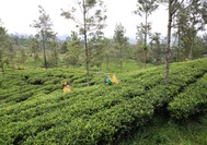 Campos de T Nuwara Eliya.JPG