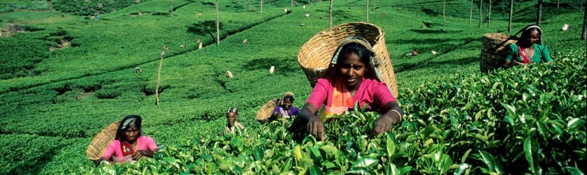 Destino-Nuwara Eliya.jpg