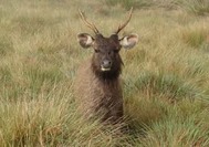 Horton Plains_3.jpg