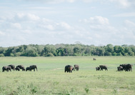 elefante en willpattu